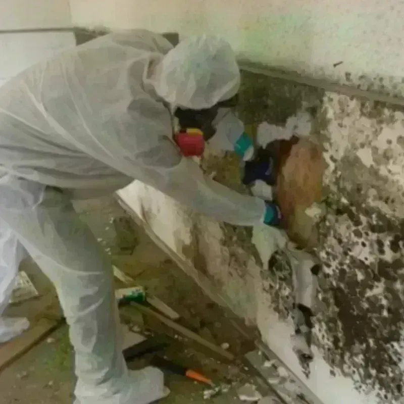 Mold Remediation and Removal in Springfield, OH